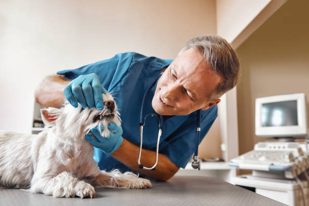 Best Emergency Dental Services for Seniors in Treasure Island, FL